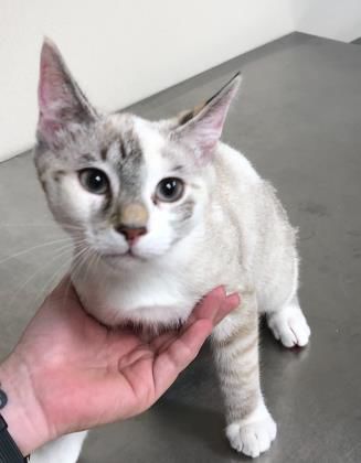Kinko — Aggieland Humane Society